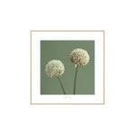 Quadro Decorativo Allium 40x40cm