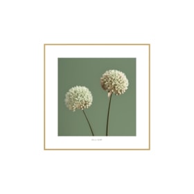 Quadro Decorativo Allium 40x40cm