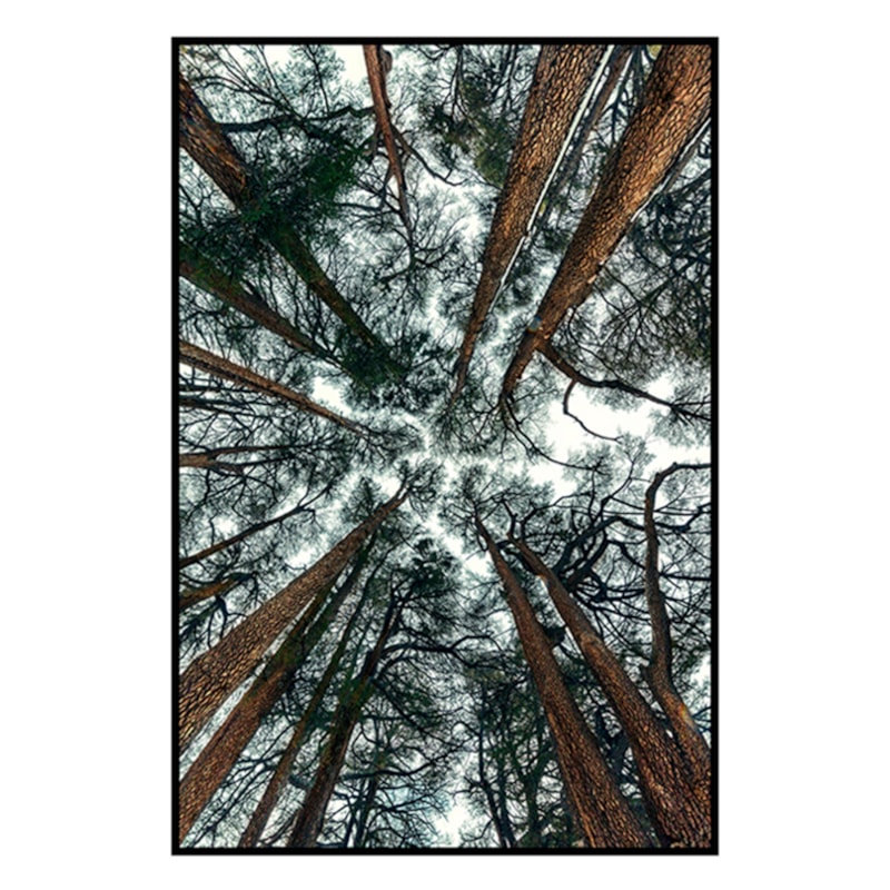 Quadro Decorativo Bòsc