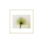 Quadro Decorativo Paepalanthus 40x40cm