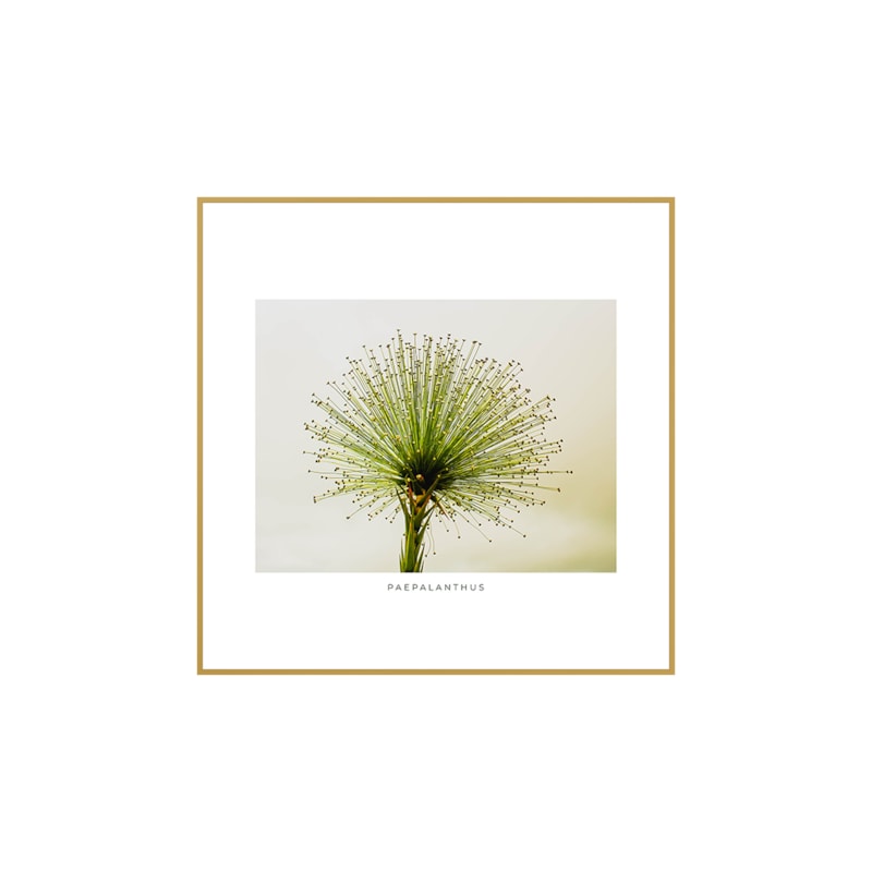 Quadro Decorativo Paepalanthus 40x40cm